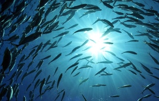 Vital und fit mit Fisch - Vitaminen